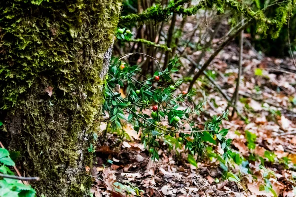 Vegetace Malebném Bukovém Lese Grevolosy Španělsko — Stock fotografie