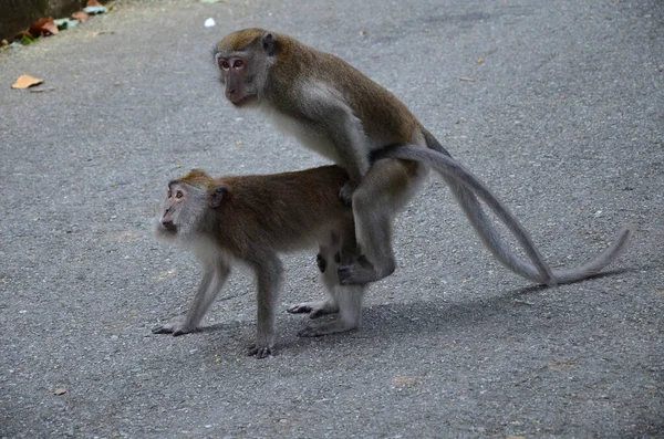 Sebuah Foto Close Dari Macaques Kawin — Stok Foto