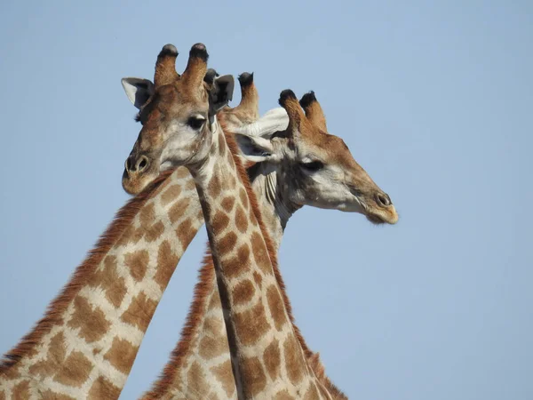 Portrait Three Giraffes Blue Sky Etosha National Park Namibia Africa — Stock Photo, Image