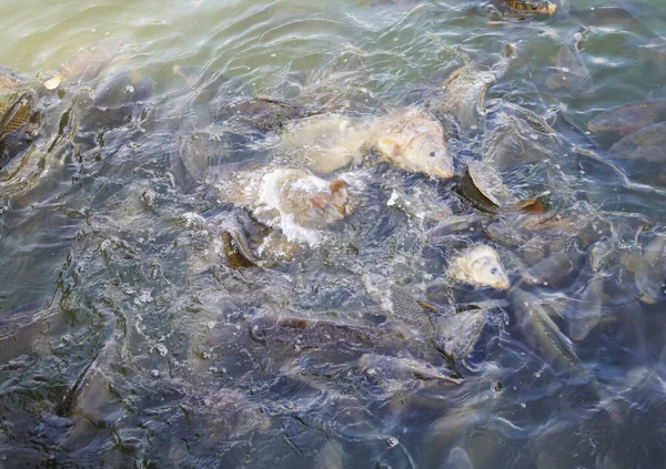 湖で泳ぐ魚の高角度ショット — ストック写真