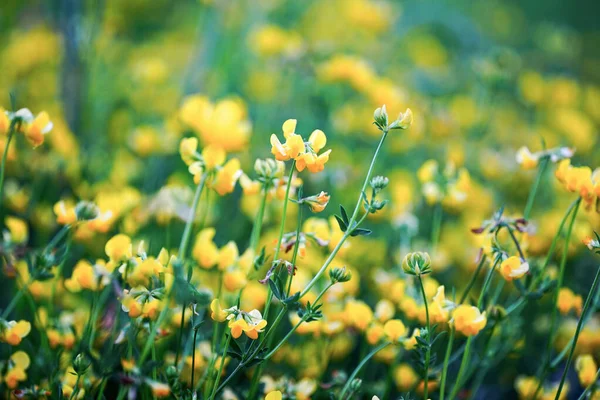 Enfoque Selectivo Flores Florecientes Campo Amarillo — Foto de Stock