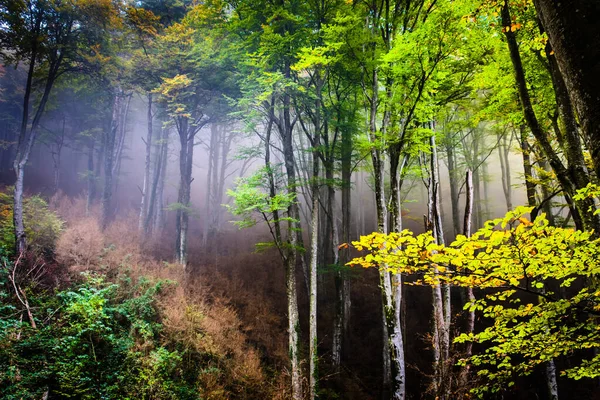 Знімок Мальовничого Букового Лісу Греволи Дерева Тумані — стокове фото