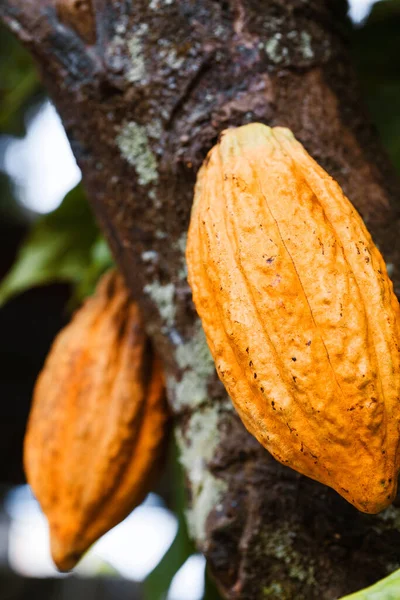 Vertical Shot Cocoa Fruits — Stock Photo, Image
