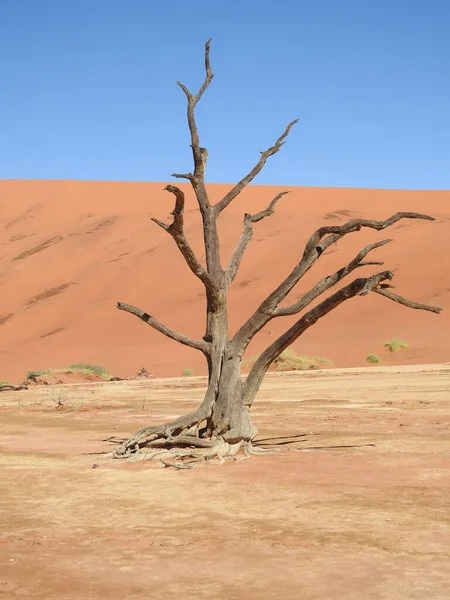 벨리의 사막에서 나무를 수직으로 — 스톡 사진