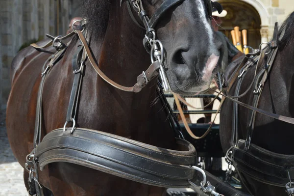 Primer Plano Caballo Con Arnés Correa Cuero Brida Tirando Carro — Foto de Stock