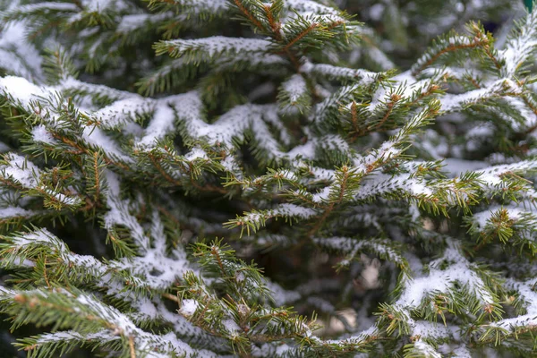 Primer Plano Ramas Abeto Cubiertas Nieve Humor Navideño — Foto de Stock