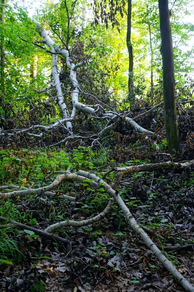 Eine Vertikale Aufnahme Von Bäumen Und Grün Wald Bei Tageslicht — Stockfoto