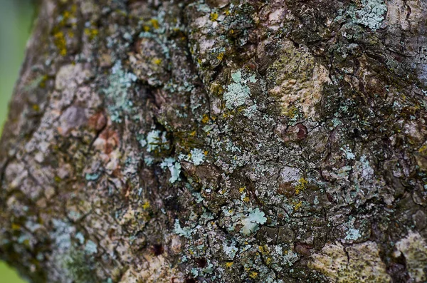 Gros Plan Écorce Arbre Couvert Mousses Sous Les Lumières — Photo