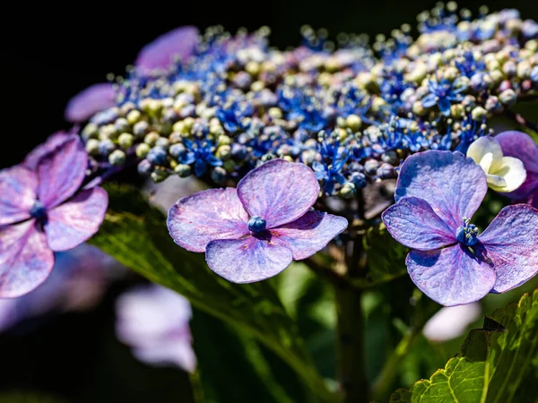 Primer Plano Flores Lindas Bajo Luz Del Sol —  Fotos de Stock