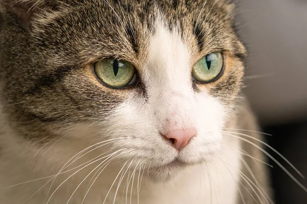 Primer Plano Cara Gato — Foto de Stock