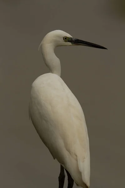 Vertical Shot Little Egret Lights Donana National Park Spain — Stock Photo, Image