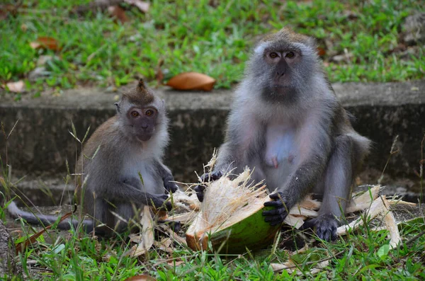 Primer Plano Macacos Comiendo Conchas Coco Verde — Foto de Stock