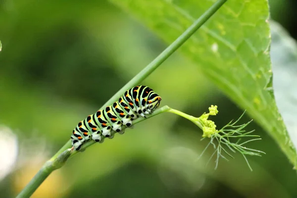 Een Levendige Close Shot Van Een Swallowtail Caterpillar — Stockfoto
