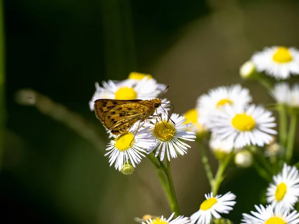 Closeup Butterfly Sitting Flower — Stock Photo, Image
