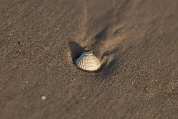 Seashell Beach Sunlight Blurry Background — Stock Photo, Image