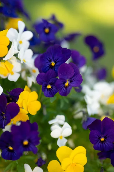 Tiro Vertical Flores Violetas Multicoloridas — Fotografia de Stock