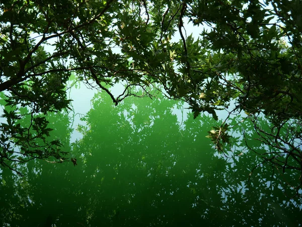 Branches Trees Green Water Lake — Stock Photo, Image