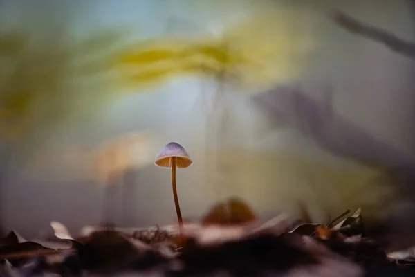 Plan Sélectif Champignon Cultivé Dans Forêt — Photo