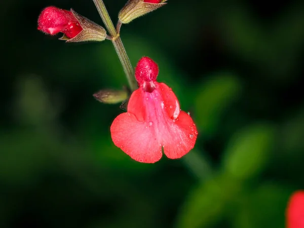 Gros Plan Une Jolie Fleur Sous Soleil — Photo