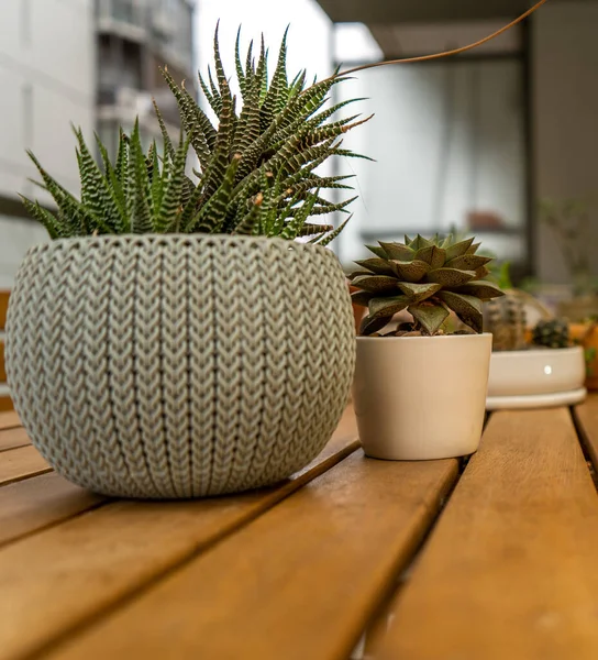 Gros Plan Plantes Dans Des Pots Fleurs Sur Une Surface — Photo