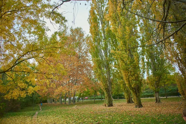 Živý Podzimní Park Zeleň — Stock fotografie