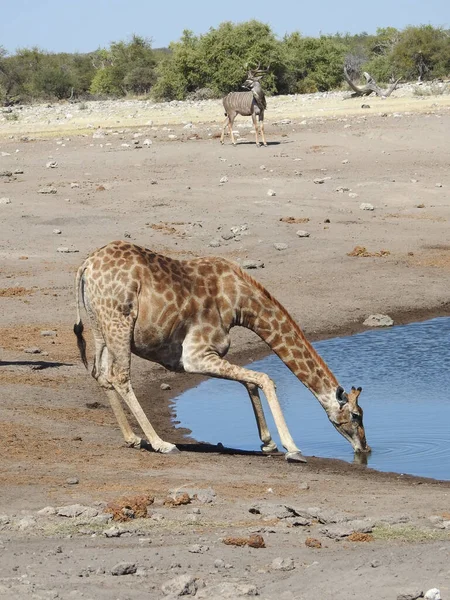 Uma Foto Vertical Uma Girafa Bebendo Água Parque Nacional Etosha — Fotografia de Stock