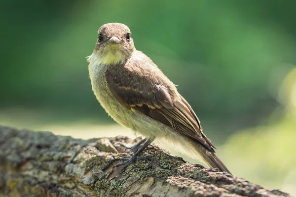 Selective Focus Shot Woodpecker Finch Sitting Branch — Stock Photo, Image