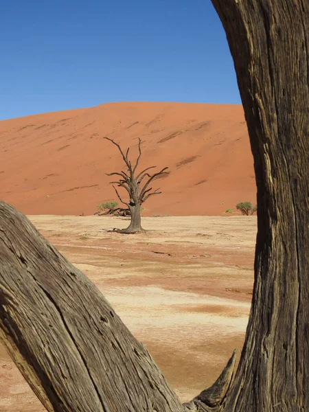 벨리의 사막에서 나무들의 — 스톡 사진