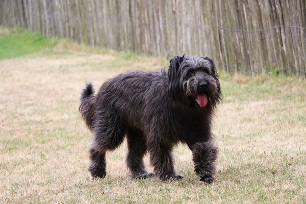 Terrier Noir Dans Nature — Photo