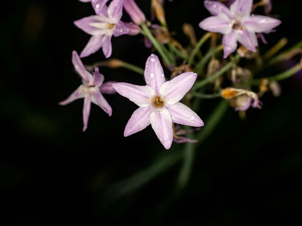 Primer Plano Flores Lindas Bajo Luz Del Sol — Foto de Stock