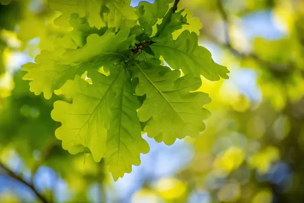 Closeup Tree Branch Green Maple Leaves — Φωτογραφία Αρχείου