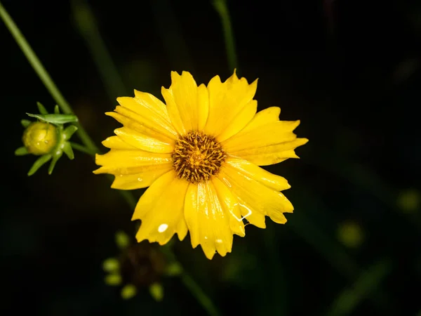 Ένα Κοντινό Πλάνο Ενός Χαριτωμένου Λουλουδιού Κάτω Από Φως Του — Φωτογραφία Αρχείου