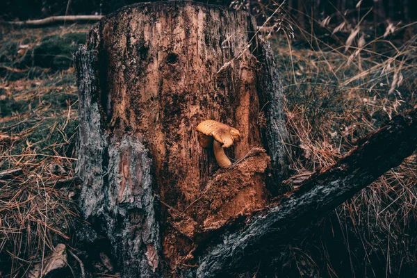 Detailní Vysoký Úhel Záběru Kůry Stromu Durynském Lese Německo — Stock fotografie