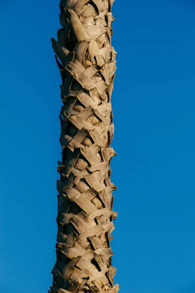 Vertikal Närbild Skott Palm Stam Blå Himmel Bakgrund — Stockfoto