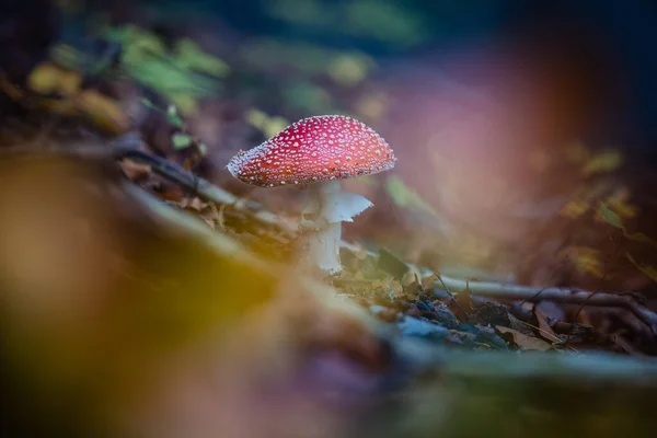 Red Fly Agaric Mushroom Grown Forest Surrounded Golden Leaves Branches — Stockfoto