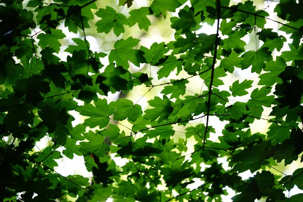 Tiro Ângulo Baixo Folhas Verdes Sob Luz Solar — Fotografia de Stock
