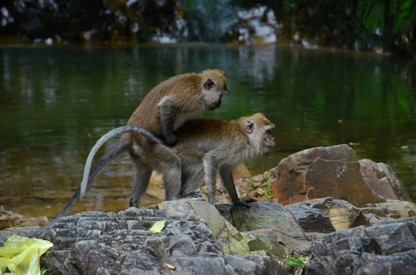 Primer Plano Apareamiento Macacos Salvajes — Foto de Stock