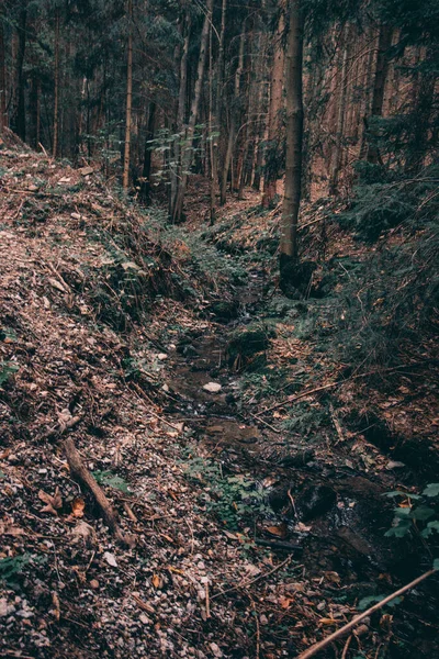 Hermoso Plano Del Paisaje Del Bosque Turingia —  Fotos de Stock