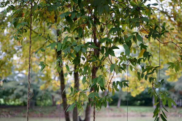 Eine Selektive Fokusaufnahme Eines Baumes — Stockfoto