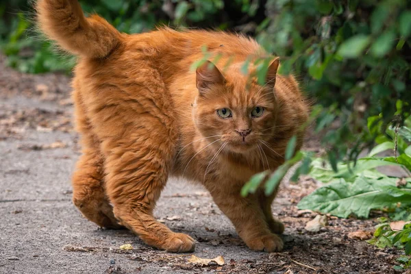 Closeup Shot Brown Cat Standing Concrete Surface — Stock Photo, Image