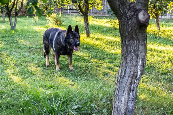 草の上に立っているドイツの羊飼いの犬のクローズアップショット — ストック写真