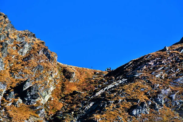 Eine Atemberaubende Aufnahme Der Wunderschönen Fagaras Berge Unter Blauem Himmel — Stockfoto
