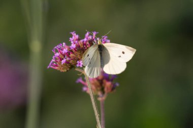 Close-up of a cabbage butterfly sitting and feeding on a blooming vervain (verbena officialis) clipart
