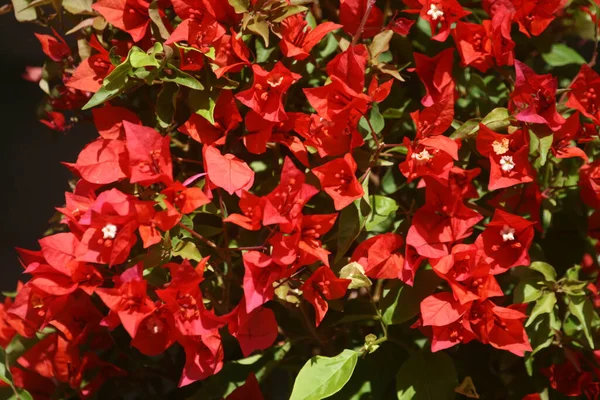 Closeup Shot Beautiful Red Bougainvillea Flowers — Stock Photo, Image