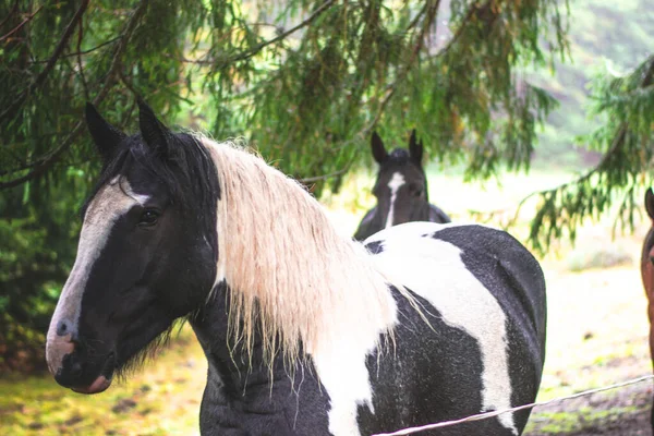 Tiro Seletivo Foco Cavalo Marrom Com Uma Faixa Branca Cara — Fotografia de Stock