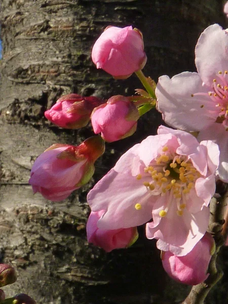 Gyönyörű Cseresznyevirágok Szelektív Fókusza — Stock Fotó