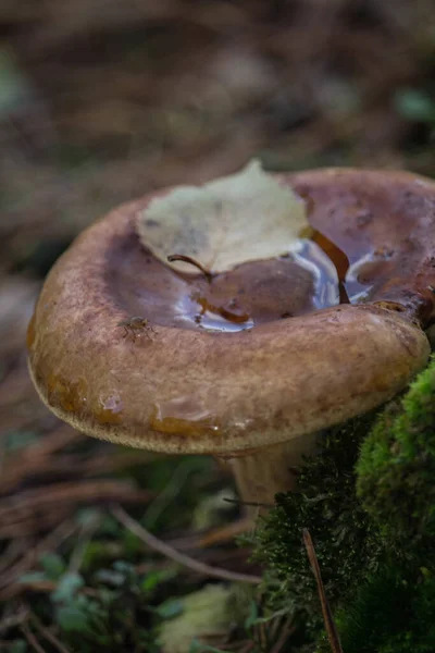 Selektivní Zaostření Záběru Divoké Houby Rostoucí Lese — Stock fotografie