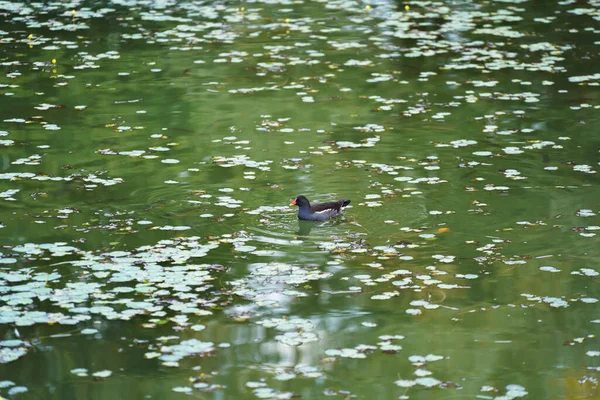 Маленькая Черная Утка Плавающая Пруду Одиночестве — стоковое фото
