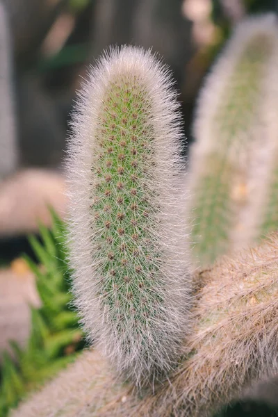 Colpo Verticale Cactus Crescita Nel Verde Perfetto Mobile — Foto Stock