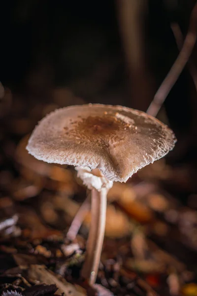 Primer Plano Del Hongo Parasol Crecimiento Suelo — Foto de Stock